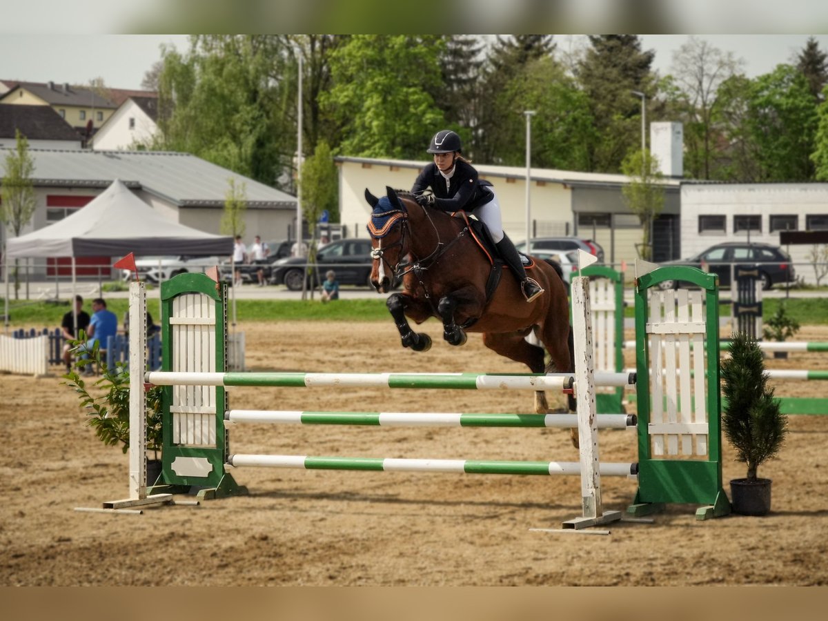 KWPN Wallach 15 Jahre 172 cm Brauner in K&#xF6;sching