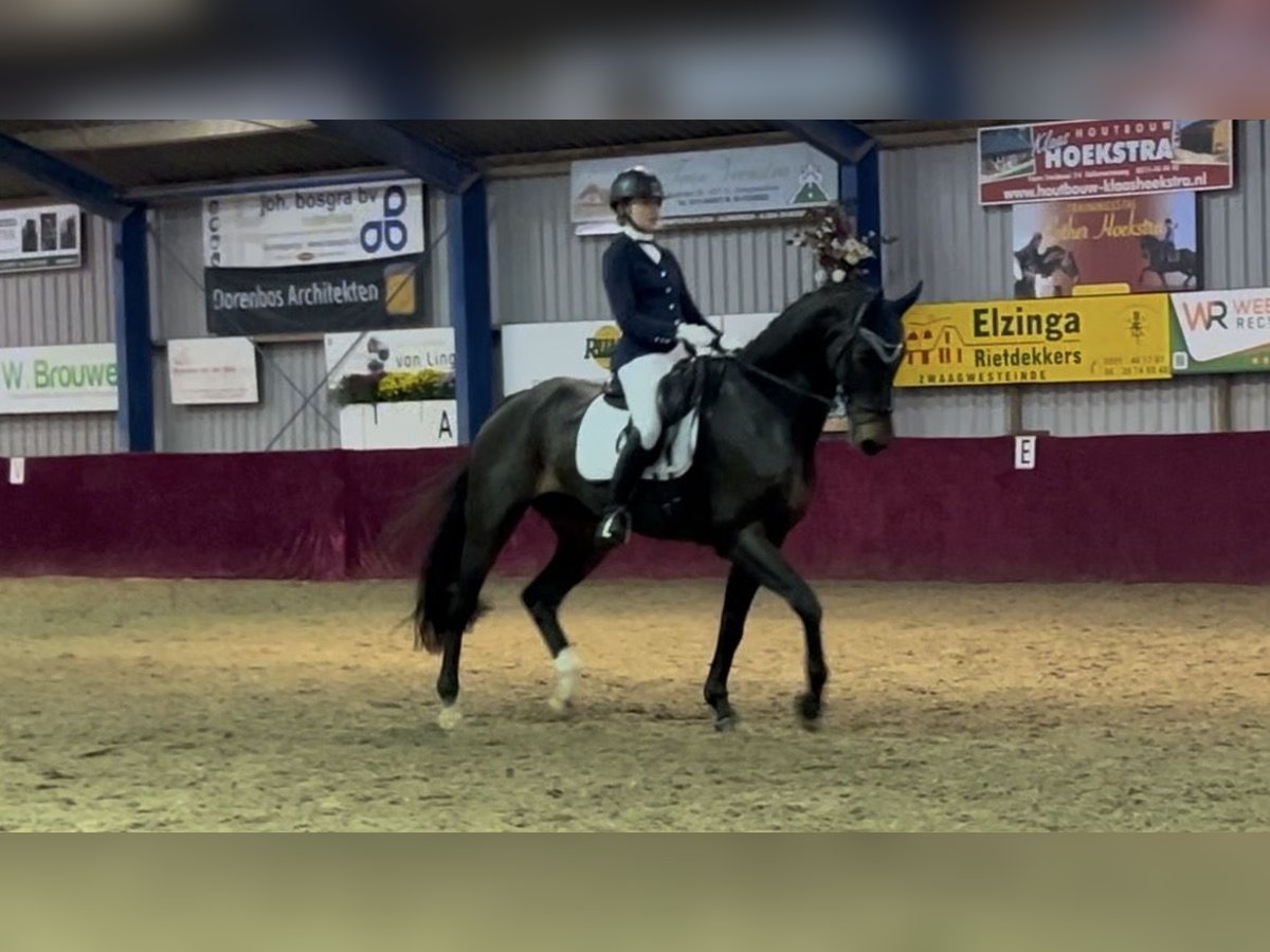 KWPN Wallach 15 Jahre 174 cm Brauner in Leeuwarden