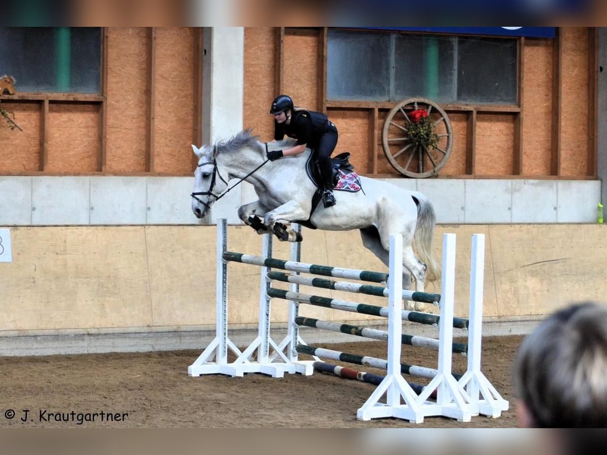 KWPN Wallach 15 Jahre 176 cm Apfelschimmel in Waldzell