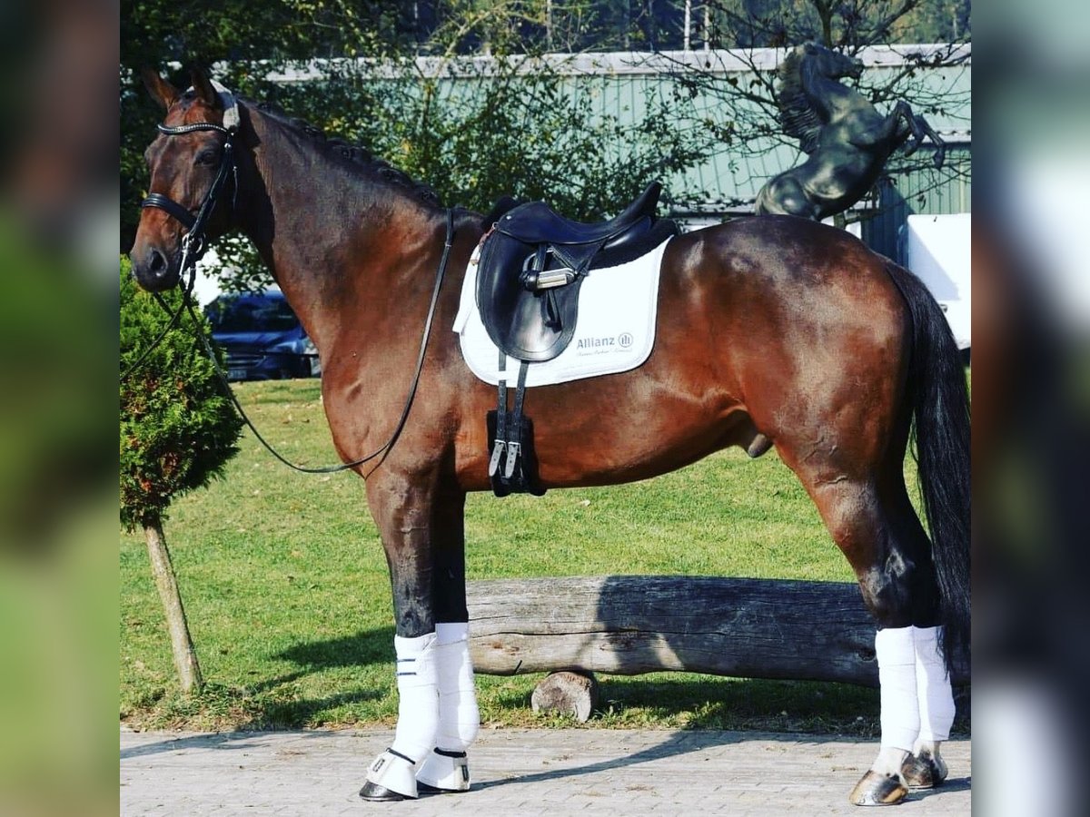 KWPN Wallach 15 Jahre 182 cm Brauner in Valley