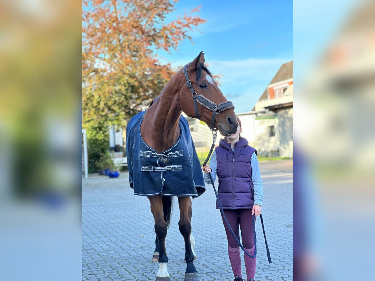 KWPN Wallach 15 Jahre 185 cm Brauner in Wahlstedt