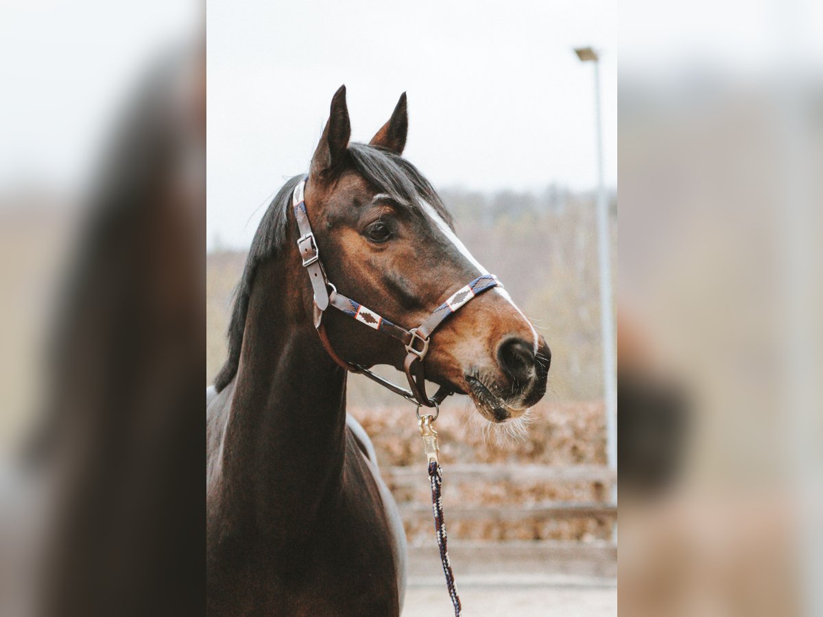 KWPN Wallach 16 Jahre 165 cm Brauner in Siegen