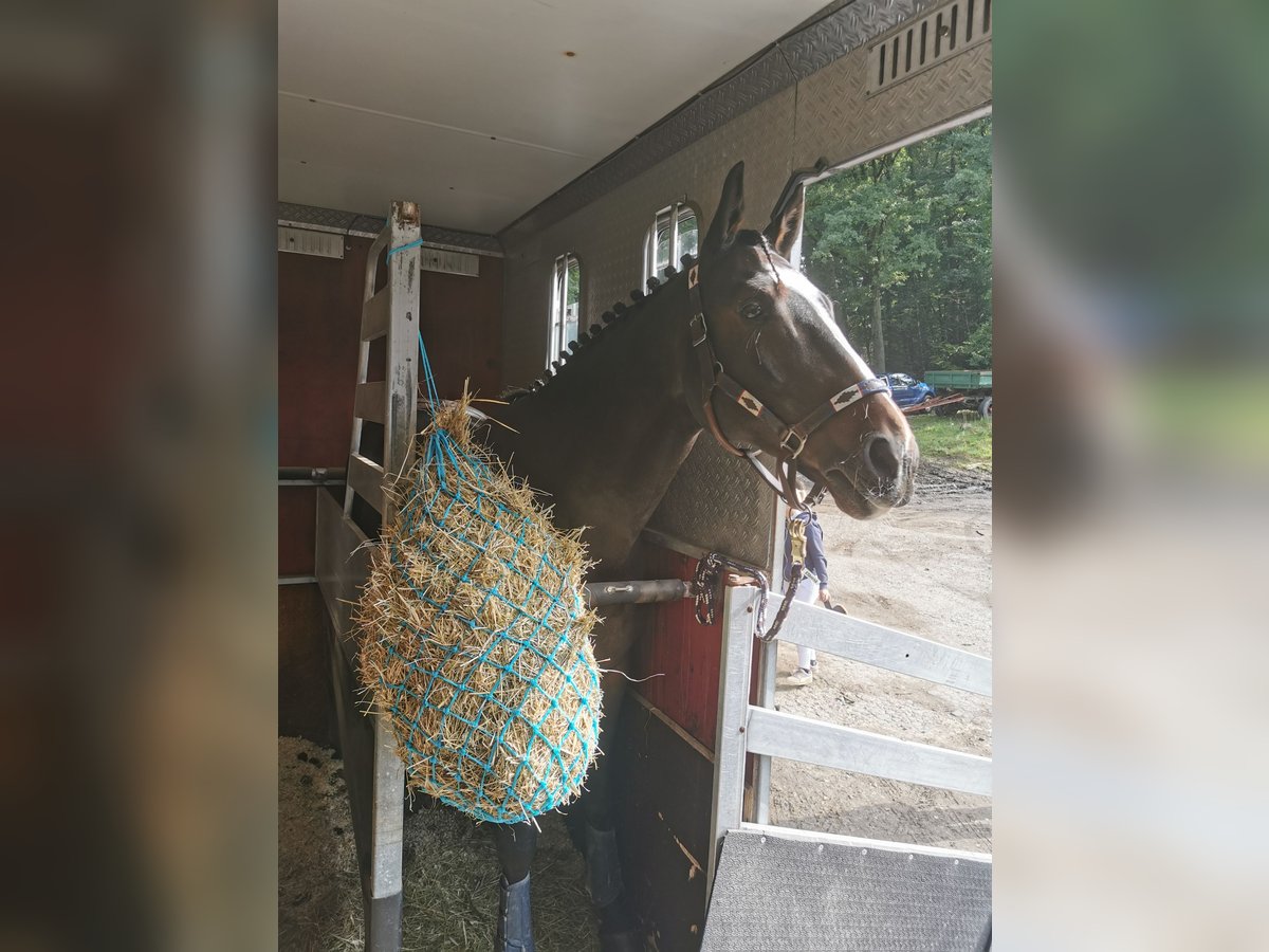 KWPN Wallach 16 Jahre 168 cm Dunkelbrauner in Siegen