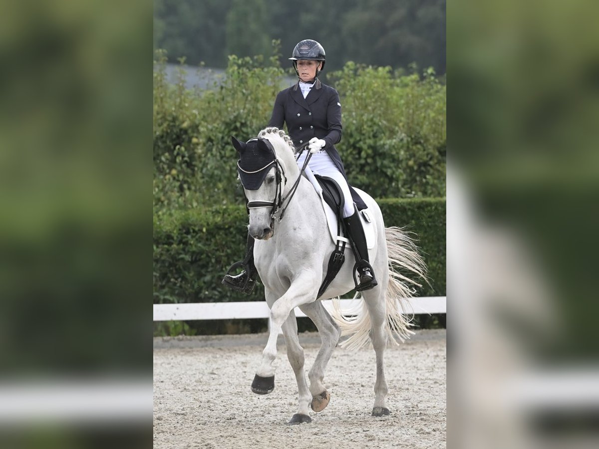 KWPN Wallach 16 Jahre 170 cm Schimmel in Heeswijk-Dinther