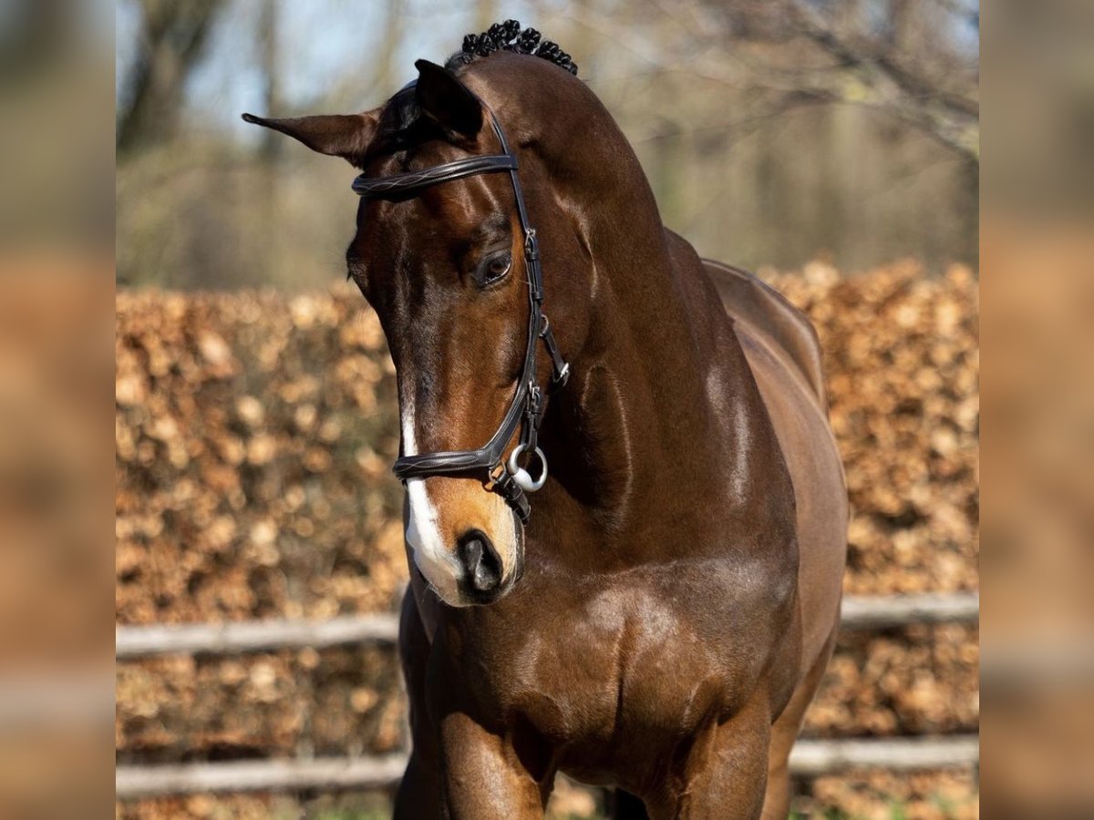 KWPN Wallach 16 Jahre 174 cm Dunkelbrauner in Sulz am Neckar