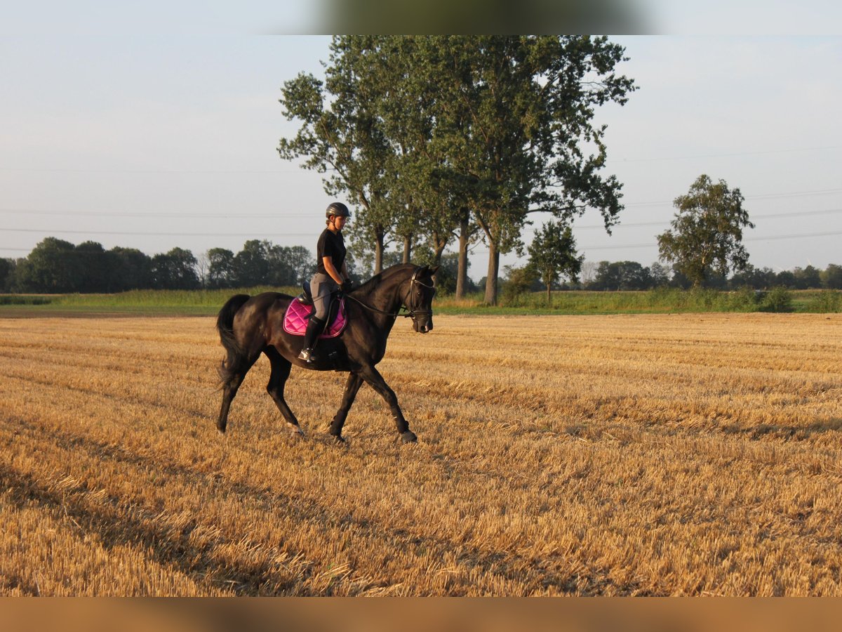KWPN Wallach 17 Jahre 162 cm Rappe in Winsen (Luhe)