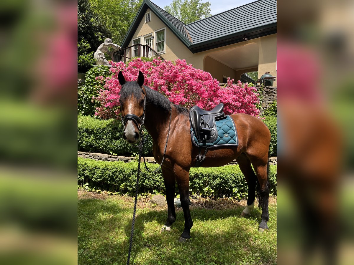 KWPN Wallach 17 Jahre 165 cm Rotbrauner in Alpharetta