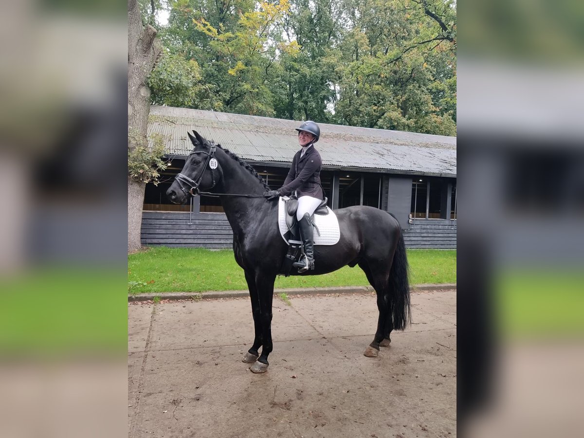 KWPN Wallach 17 Jahre 168 cm Rappe in Bleiswijk