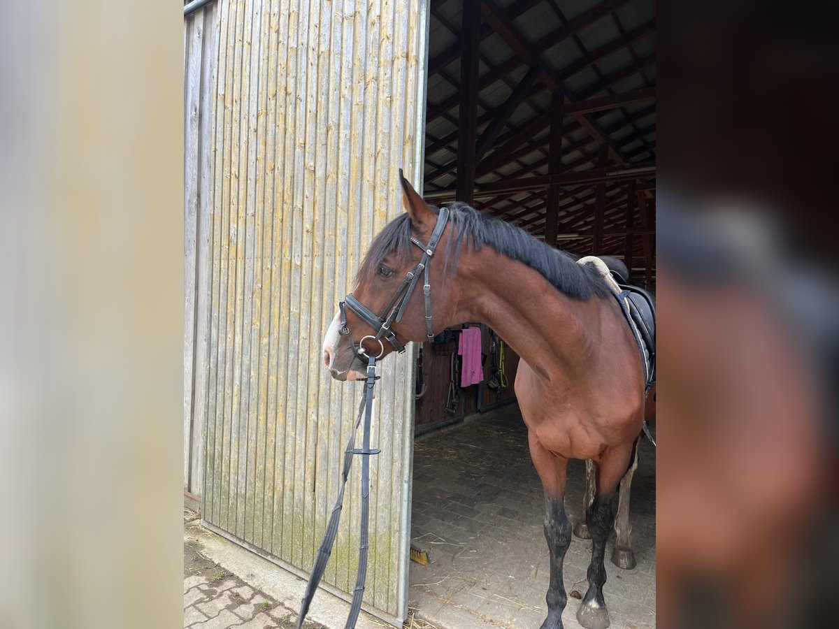 KWPN Wallach 17 Jahre 170 cm Brauner in Oberviechtach