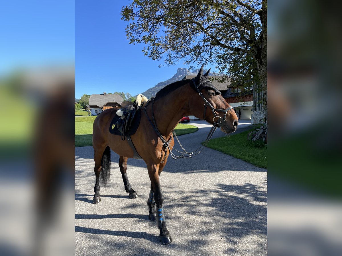 KWPN Wallach 17 Jahre 170 cm Brauner in Bad Aussee