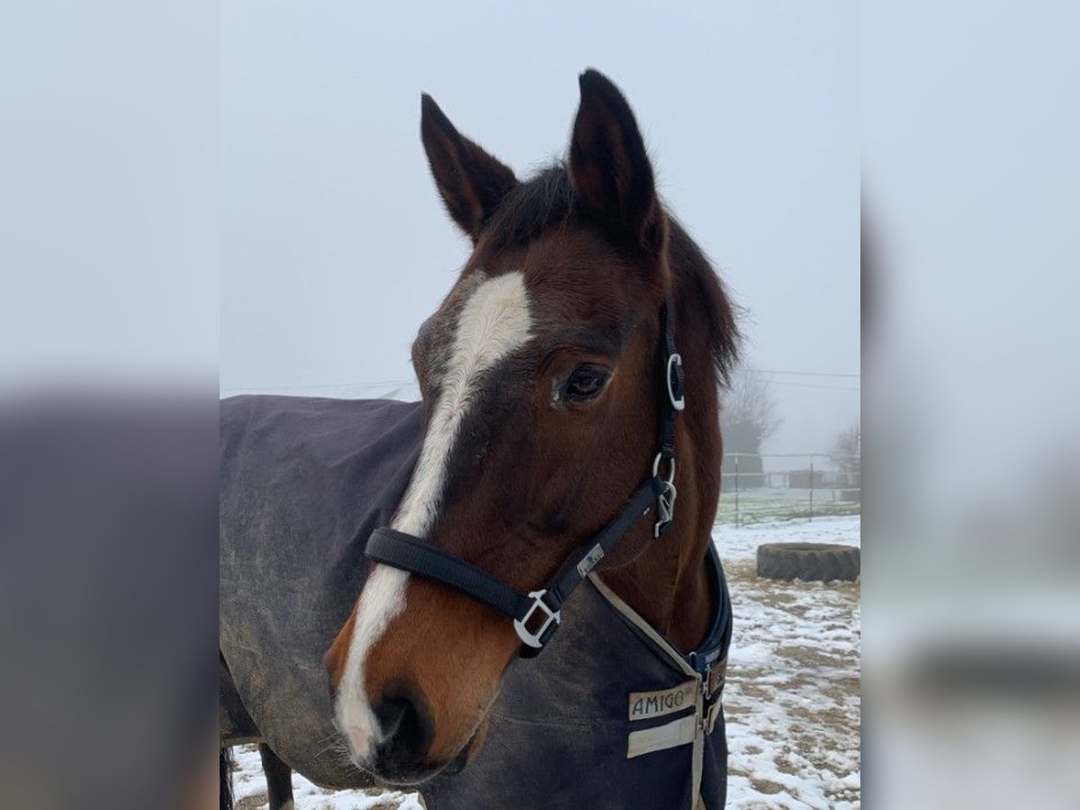 KWPN Wallach 17 Jahre 175 cm Brauner in Eggenfelden