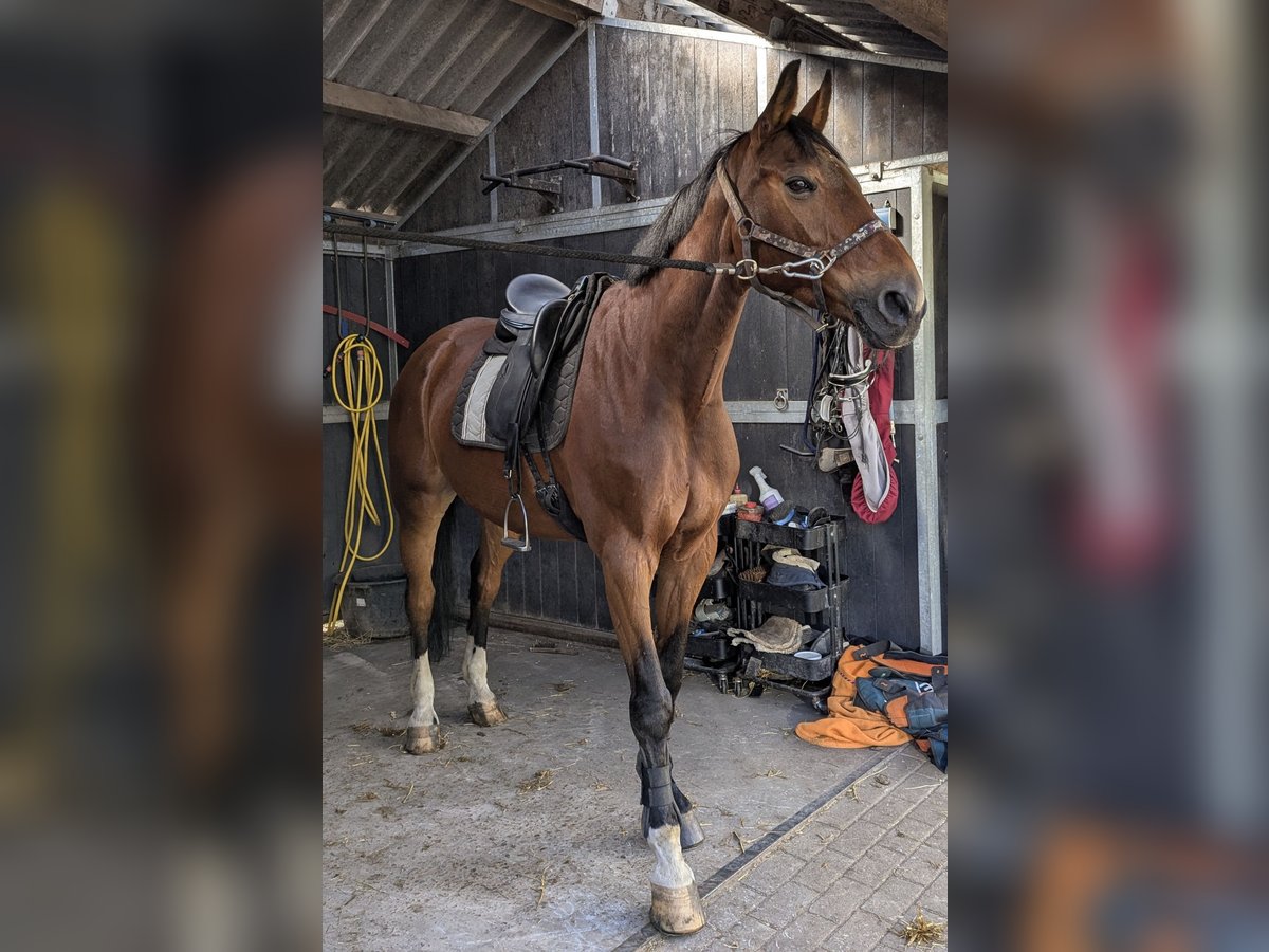 KWPN Wallach 18 Jahre 169 cm Hellbrauner in Glimmen