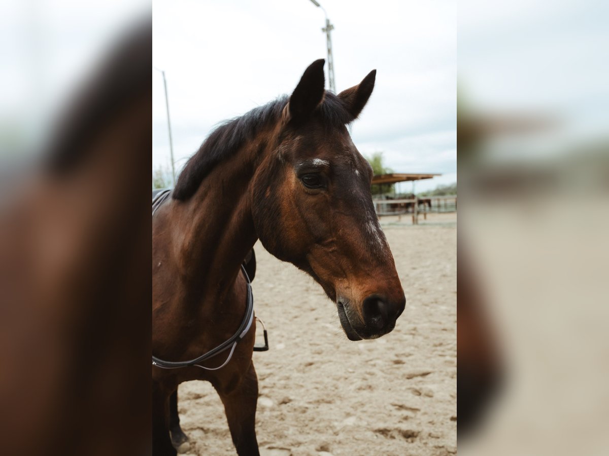 KWPN Wallach 20 Jahre 165 cm Brauner in Wegberg