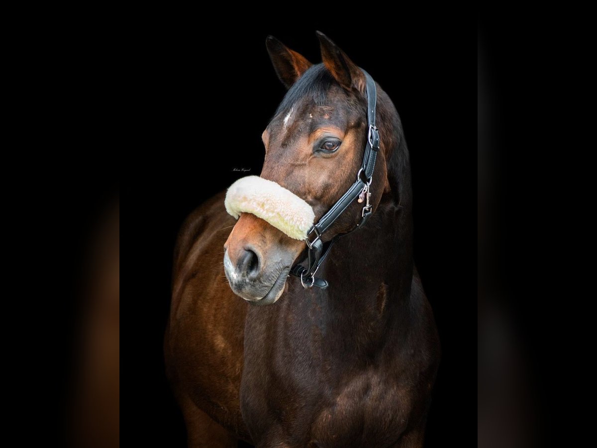 KWPN Wallach 20 Jahre 166 cm Brauner in Essen