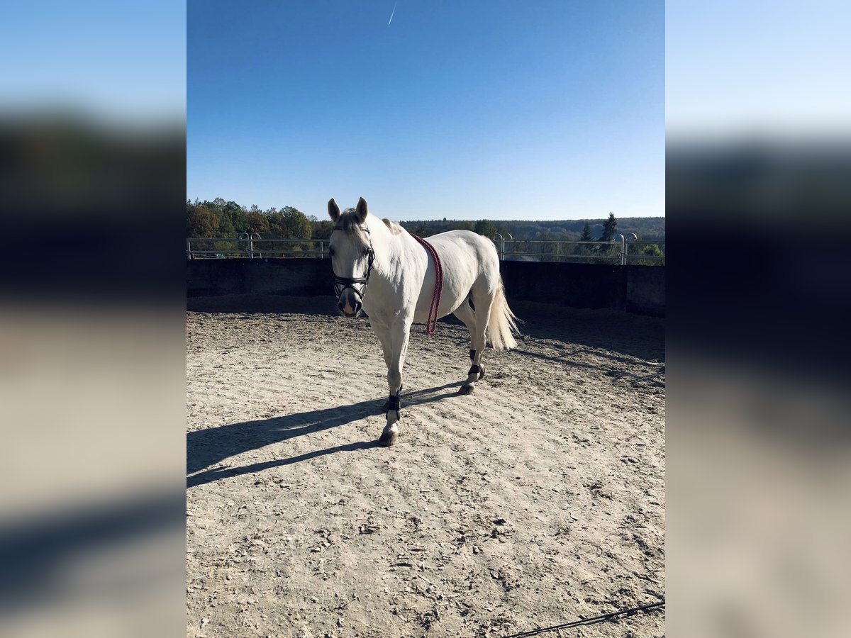 KWPN Wallach 24 Jahre in Waldenbuch