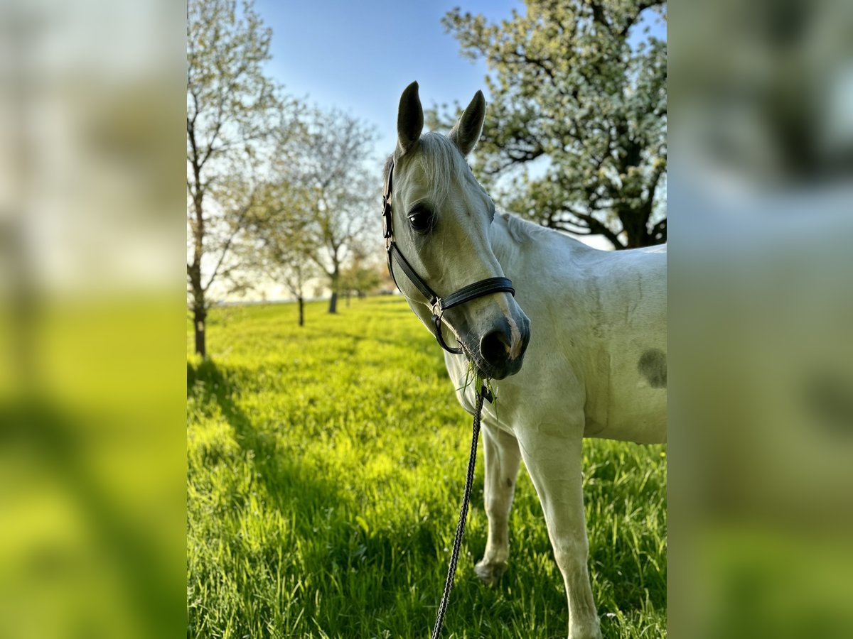 KWPN Wallach 24 Jahre in Waldenbuch