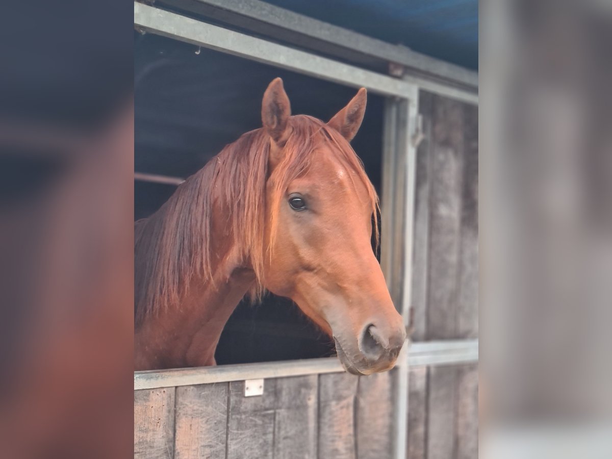 KWPN Wallach 2 Jahre 165 cm Fuchs in Bovenkarspel