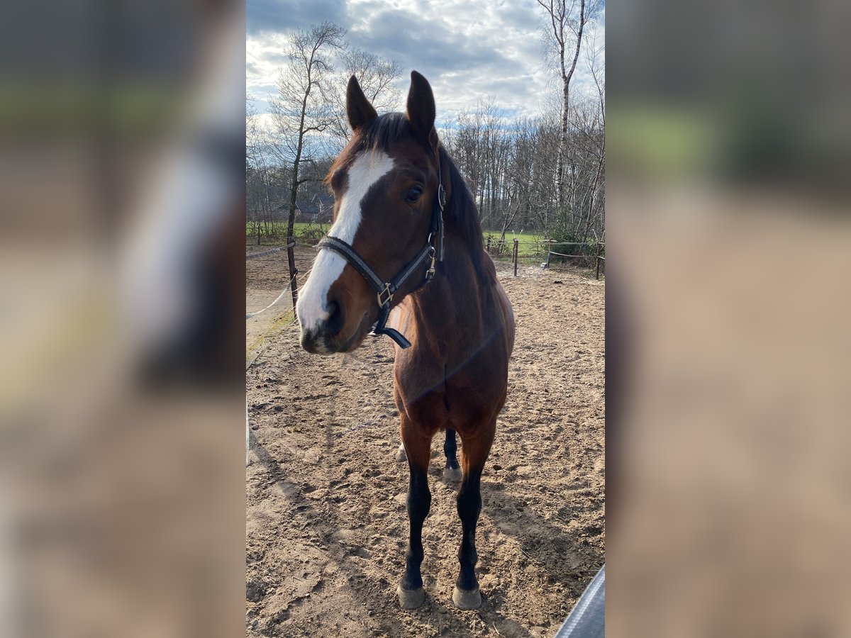 KWPN Wallach 3 Jahre 150 cm Brauner in Beuningen