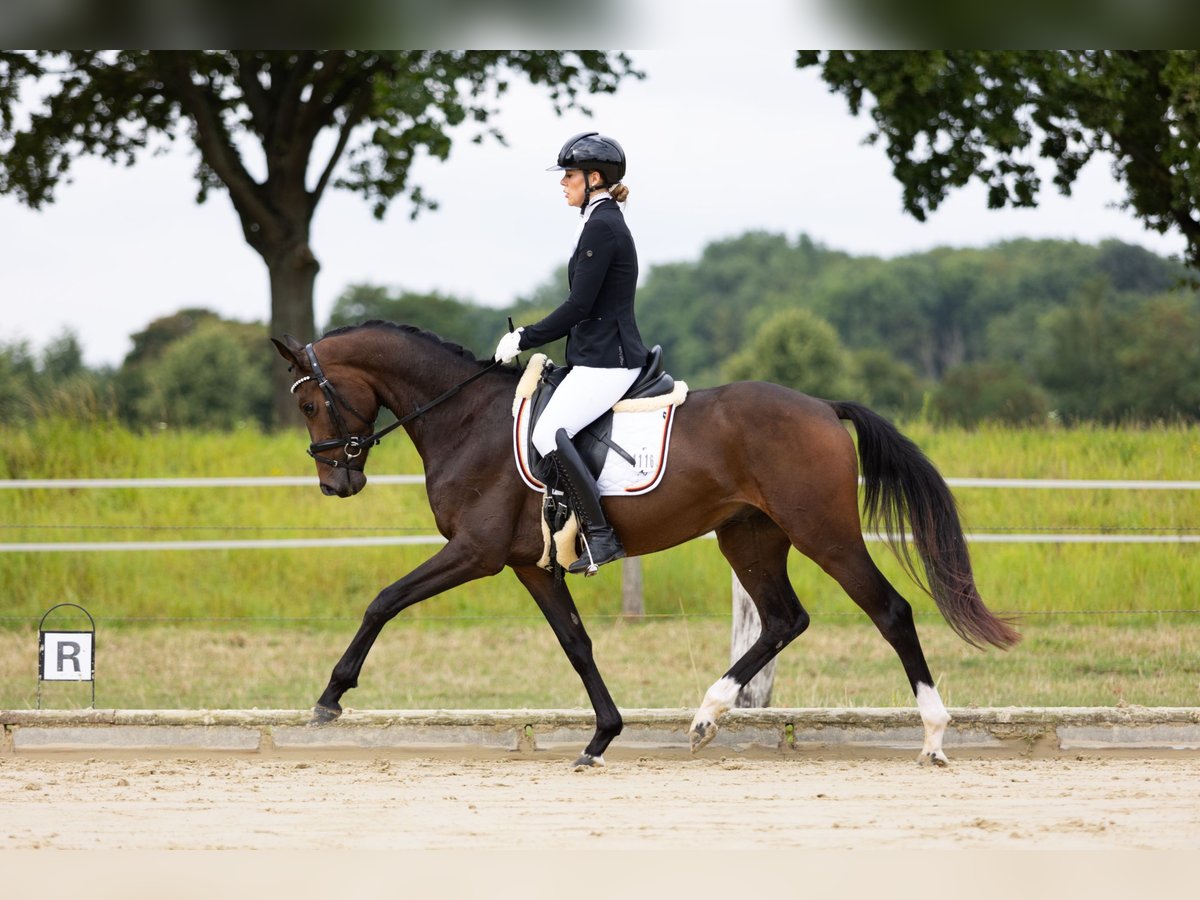 KWPN Wallach 3 Jahre 160 cm Brauner in Dormagen KWPN Wallach 3 Jahre 160 cm Brauner in Dormagen