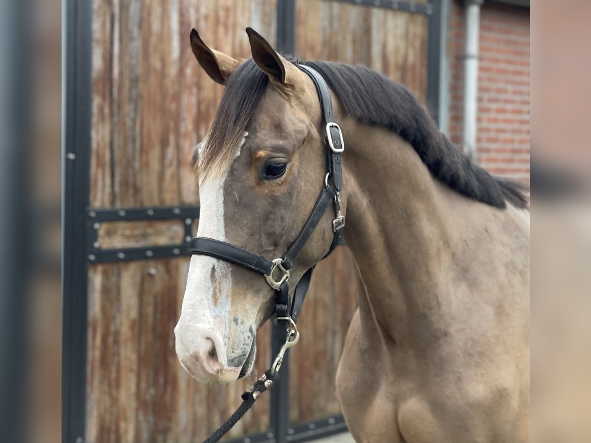 KWPN Wallach 3 Jahre 160 cm Dunkelbrauner in Zieuwent