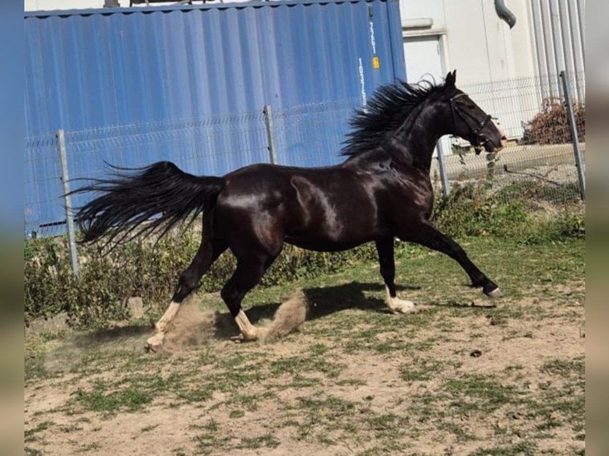 KWPN Mix Wallach 3 Jahre 161 cm Rappe in Geseke