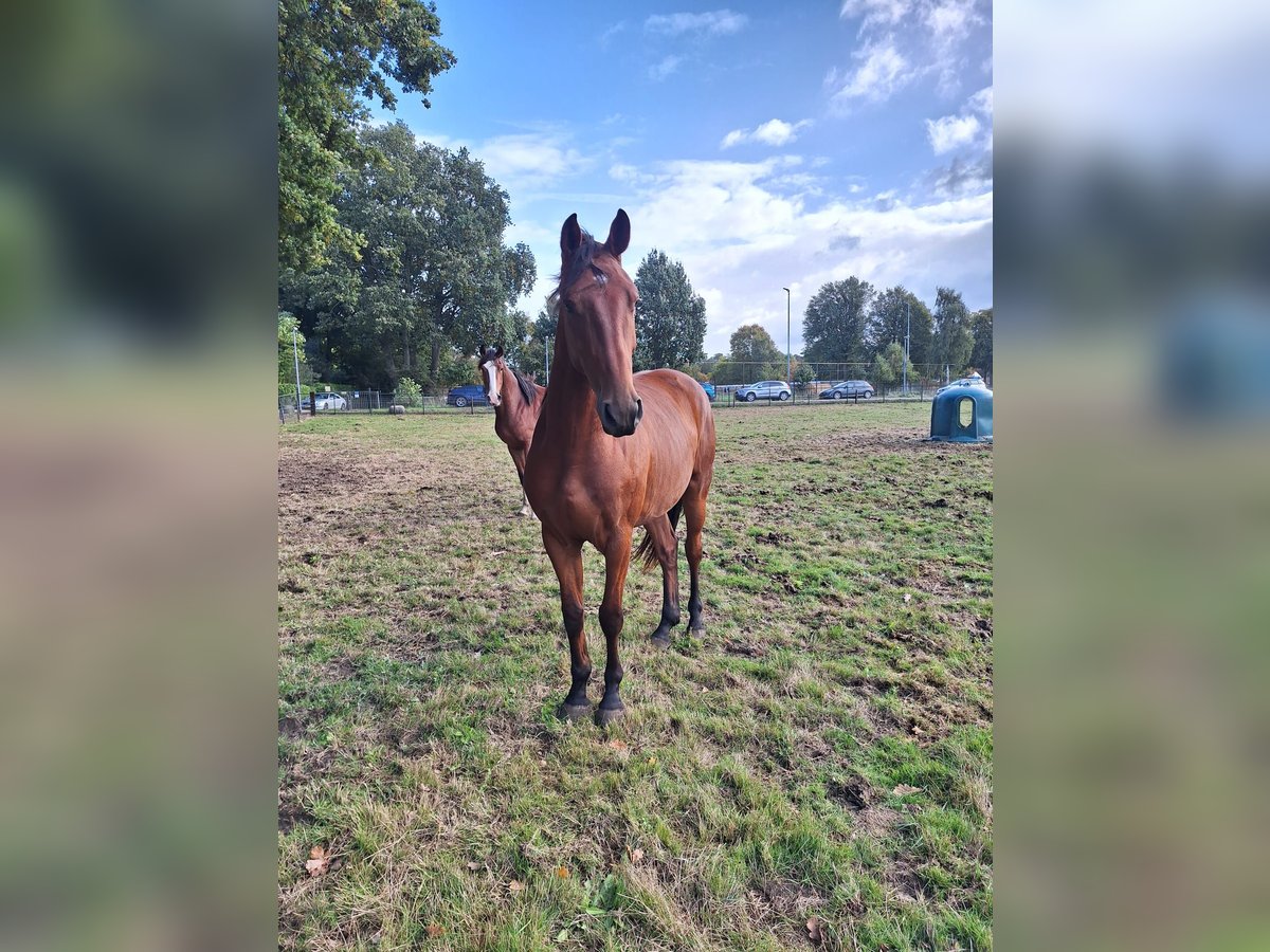 KWPN Wallach 3 Jahre 162 cm Brauner in baarlo