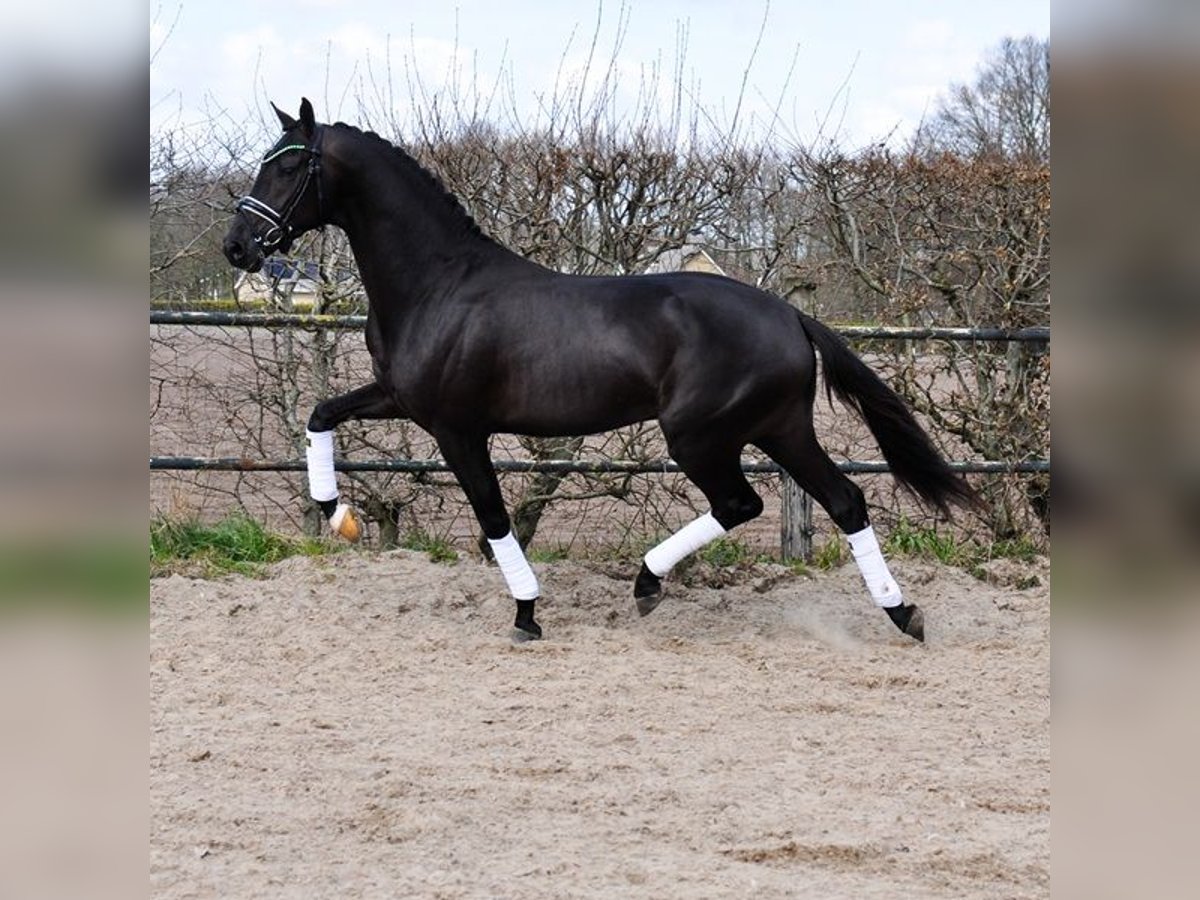 KWPN Wallach 3 Jahre 163 cm Rappe in Prinsenbeek