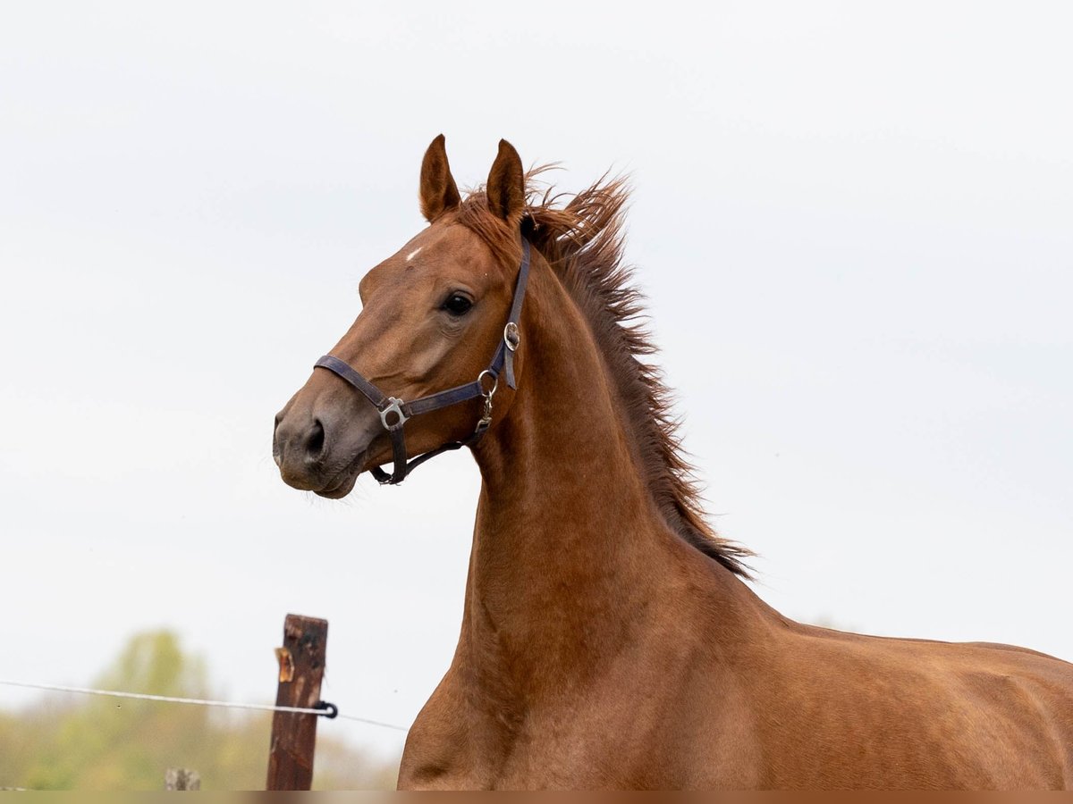 KWPN Wallach 3 Jahre 165 cm Fuchs in Elim