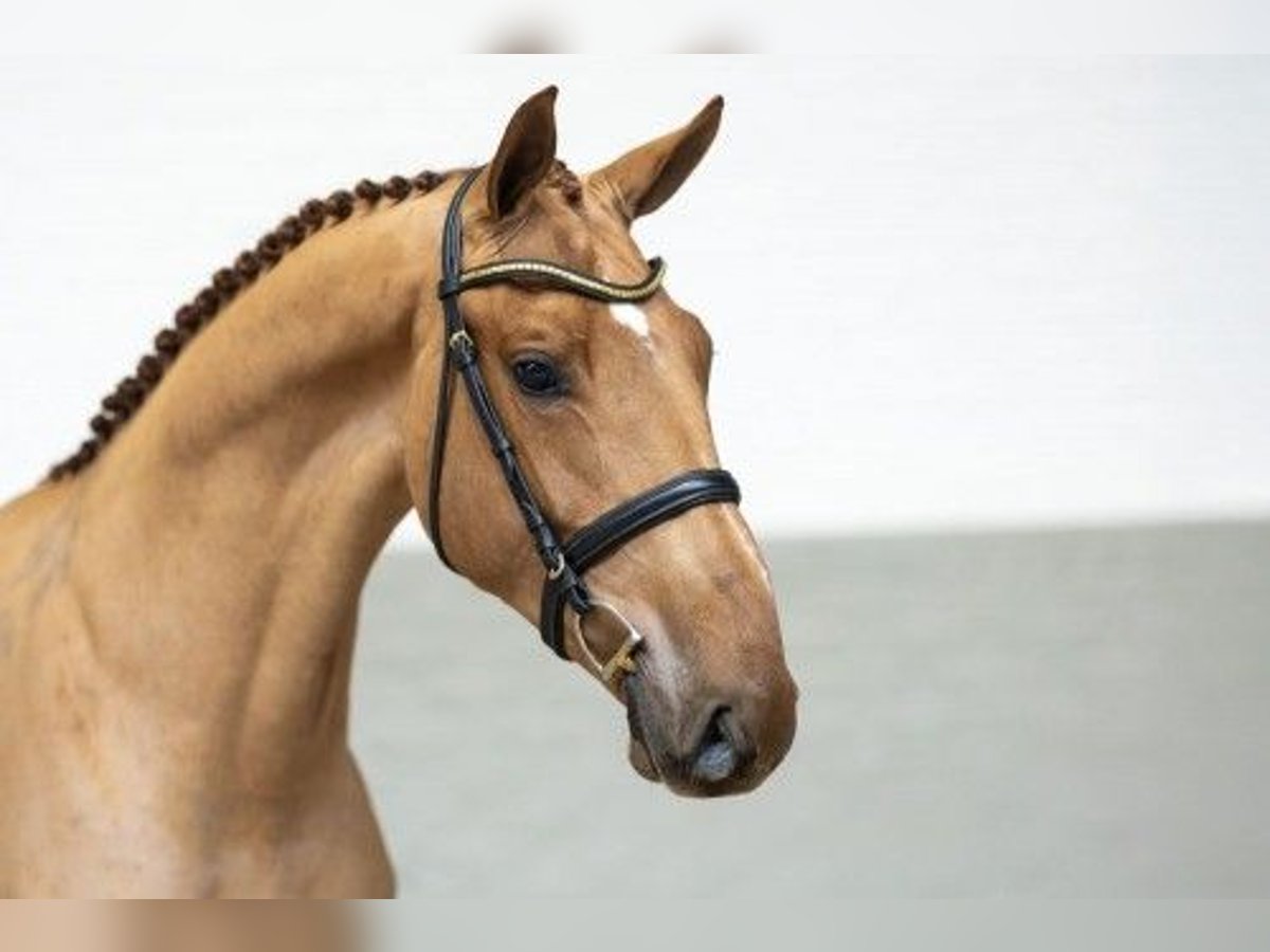 KWPN Wallach 3 Jahre 165 cm Hellbrauner in Heerde