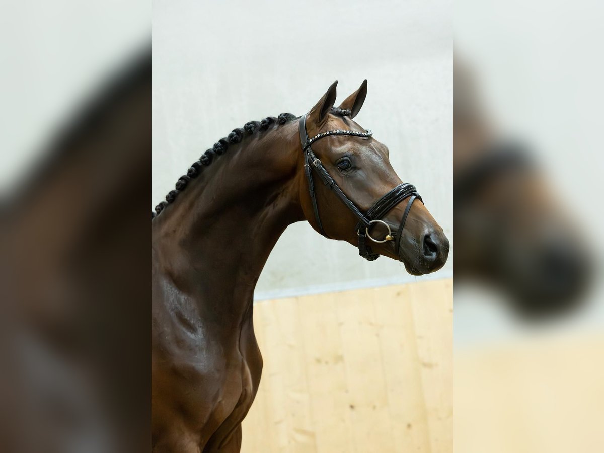 KWPN Wallach 3 Jahre 167 cm Brauner in Balen