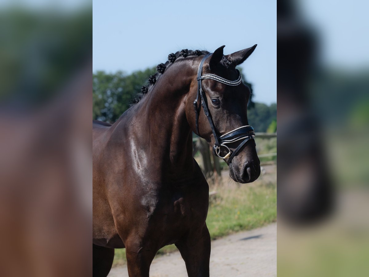 KWPN Wallach 3 Jahre 167 cm Rappe in Haghorst