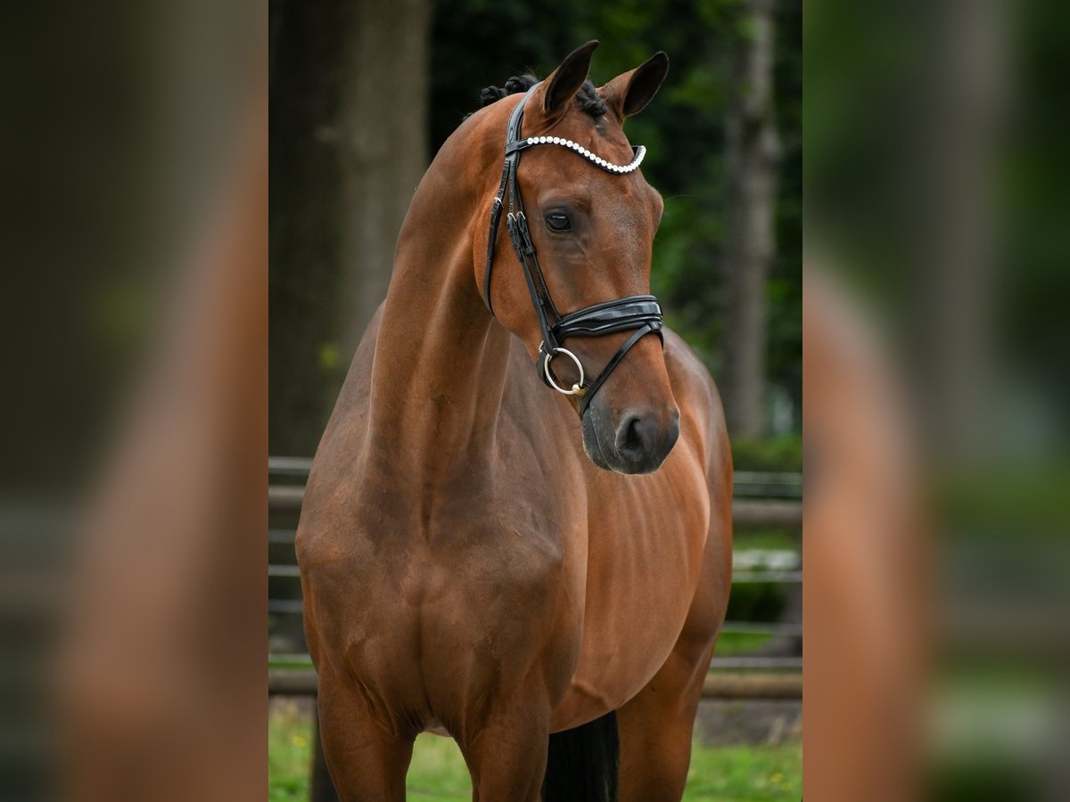 KWPN Wallach 3 Jahre 168 cm Brauner in Loon op Zand KWPN Wallach 3 Jahre 168 cm Brauner in Loon op Zand