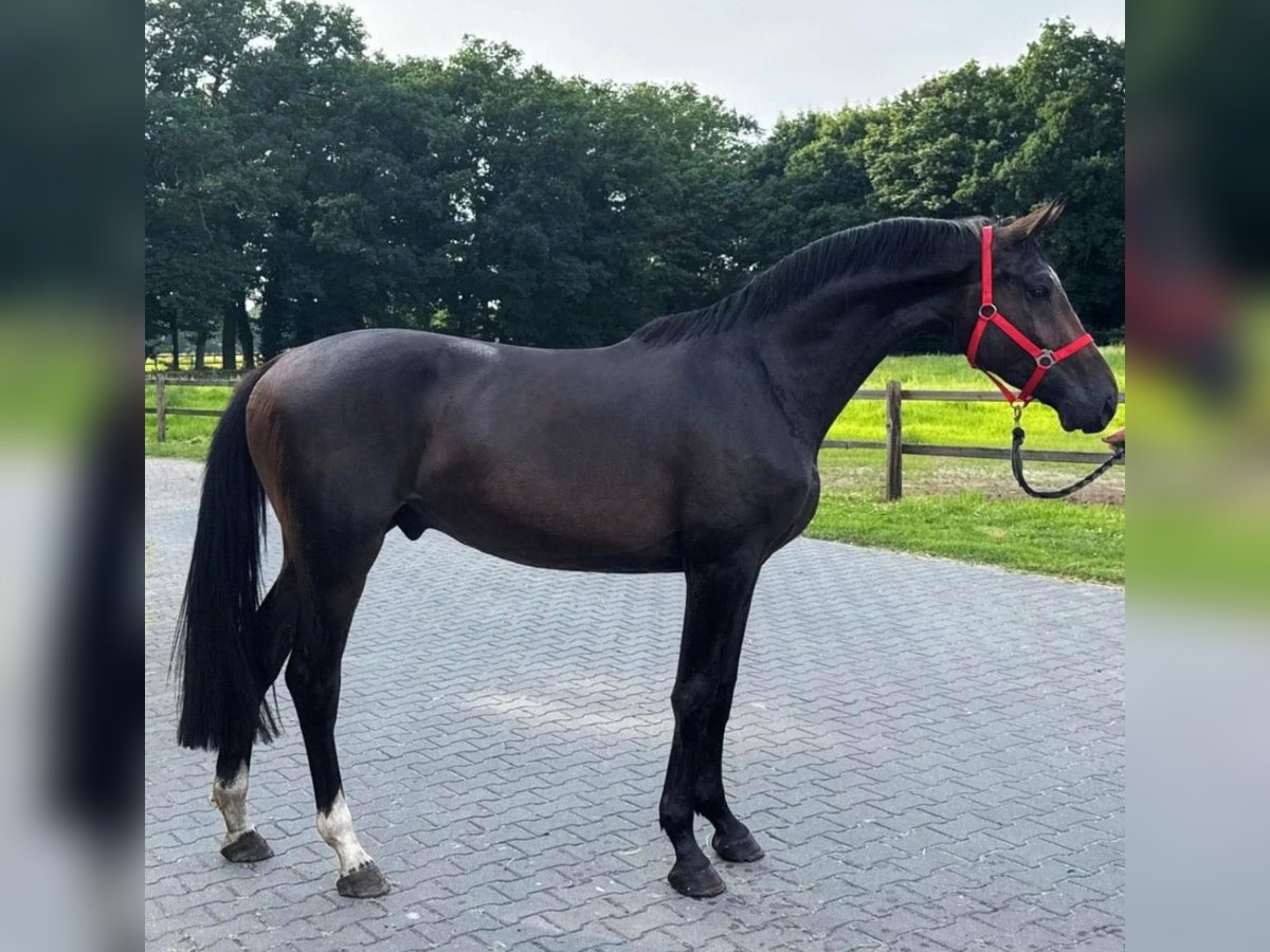 KWPN Wallach 3 Jahre 168 cm Dunkelbrauner in Murska Soboda