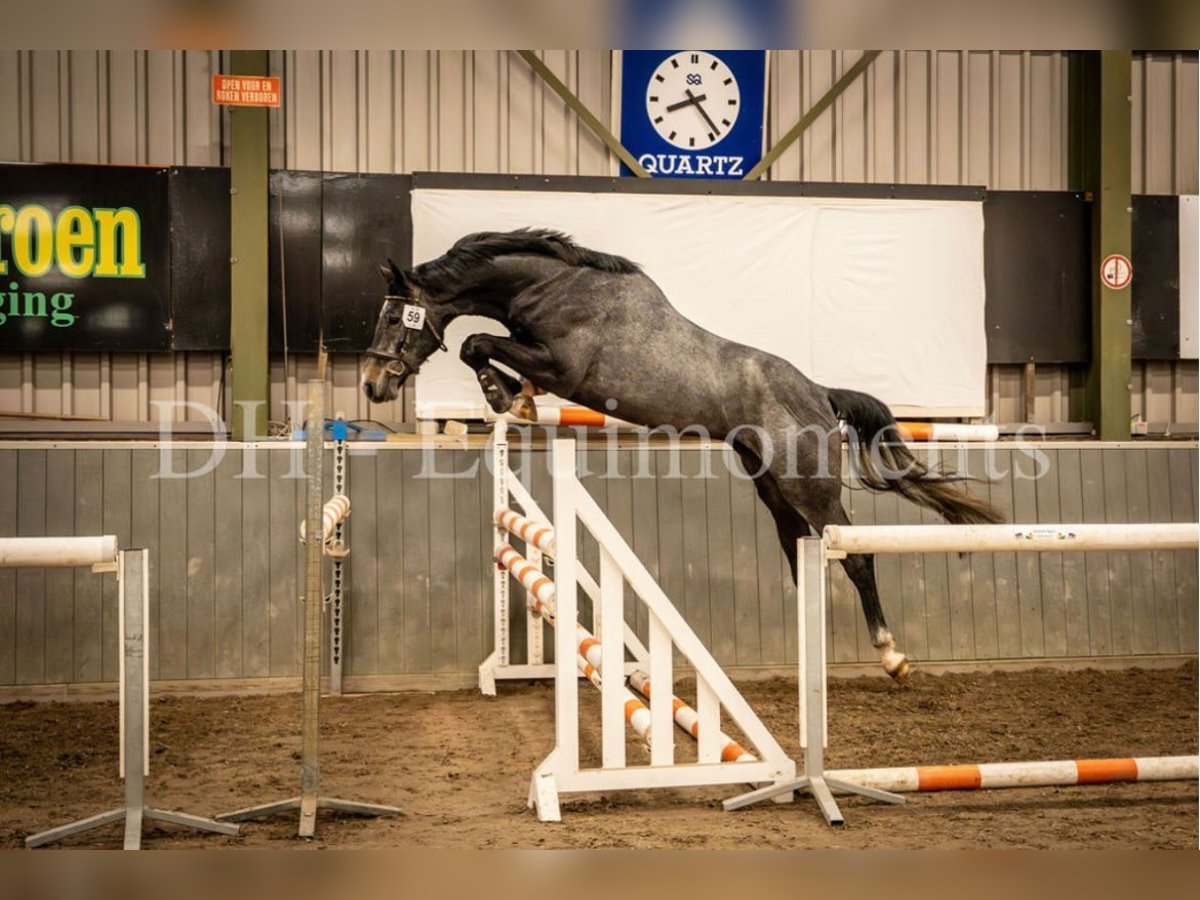 KWPN Wallach 3 Jahre 168 cm Rappschimmel in De Mortel