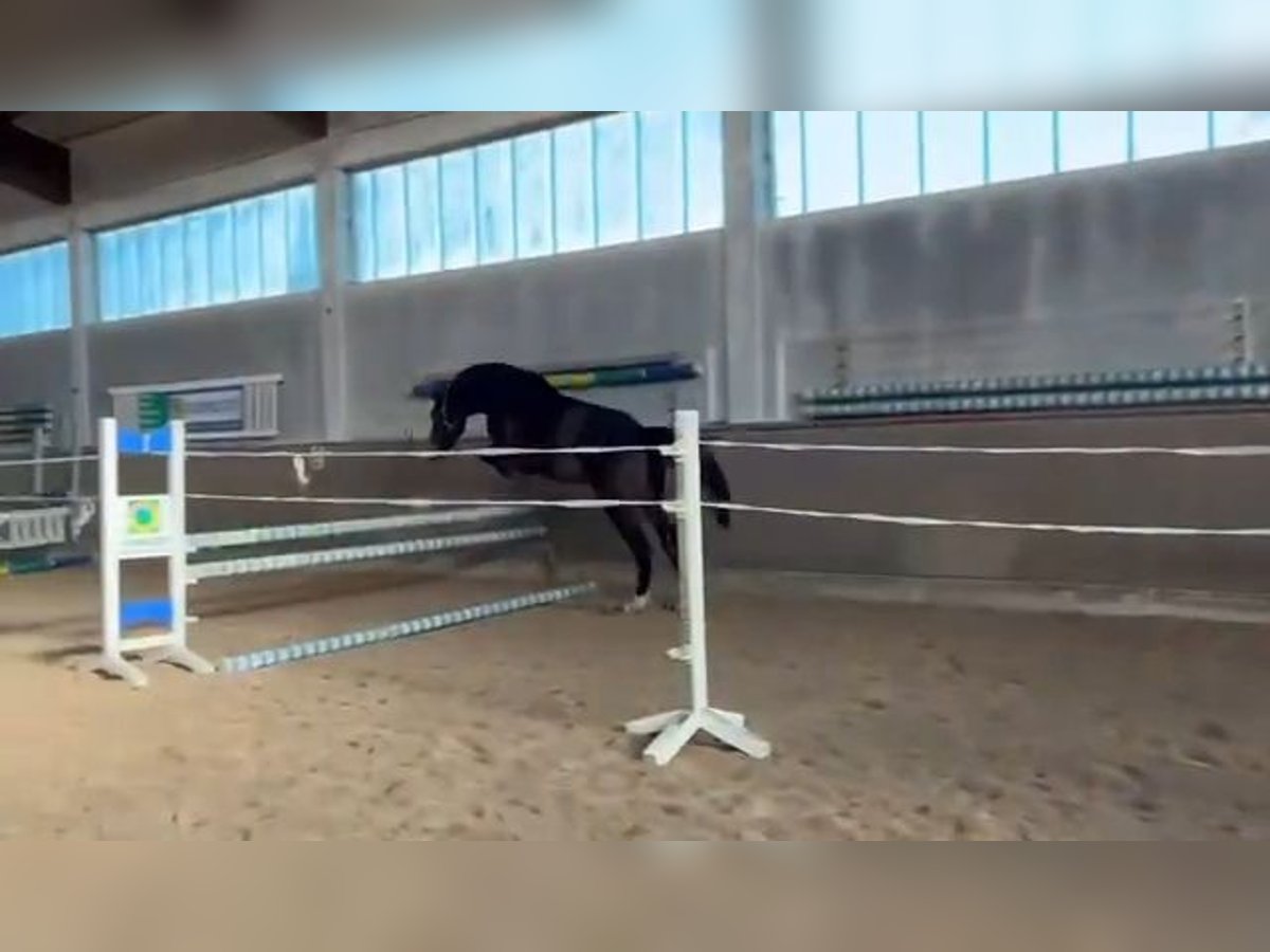 KWPN Wallach 3 Jahre 169 cm Dunkelbrauner in Oyten