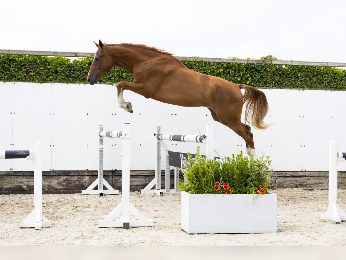 KWPN Wallach 3 Jahre 169 cm Fuchs in Waddinxveen