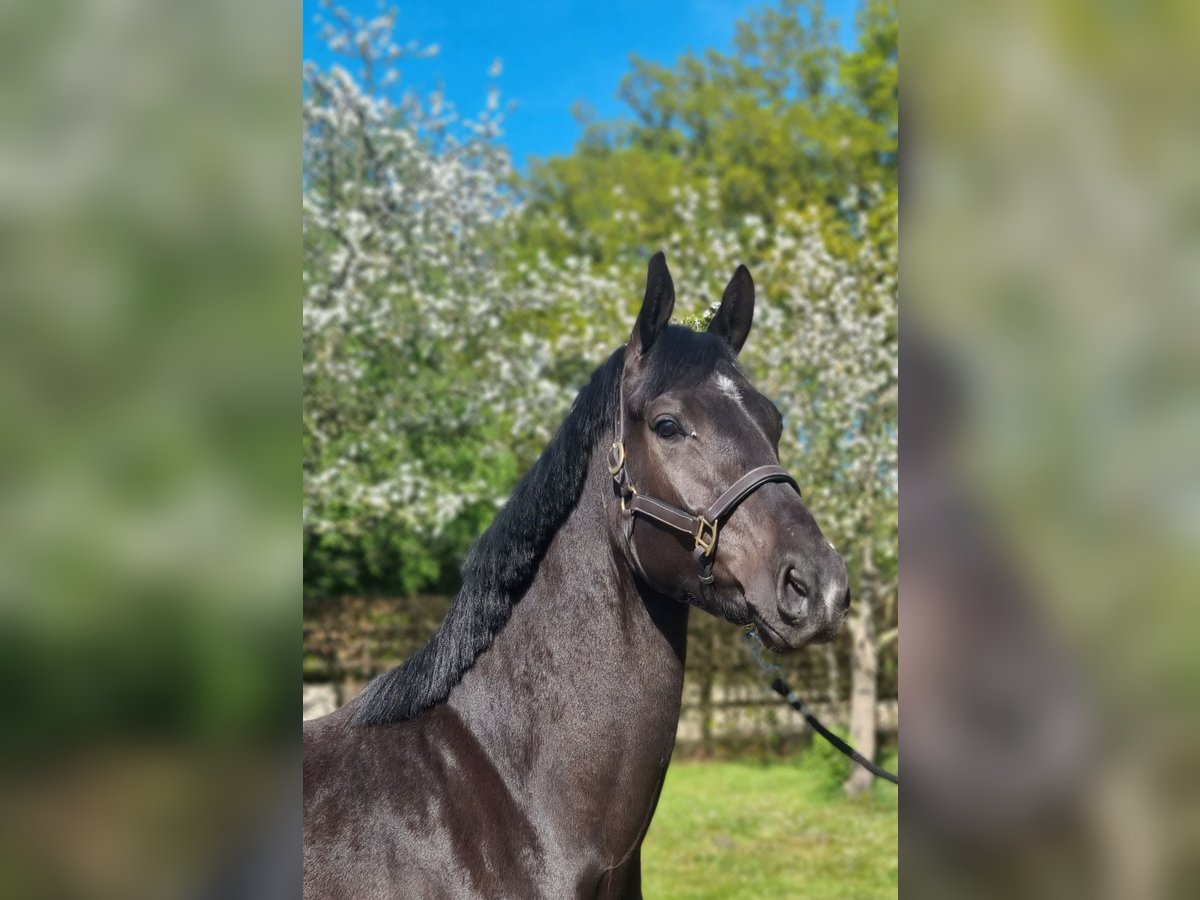 KWPN Wallach 3 Jahre 169 cm Rappe in Diever