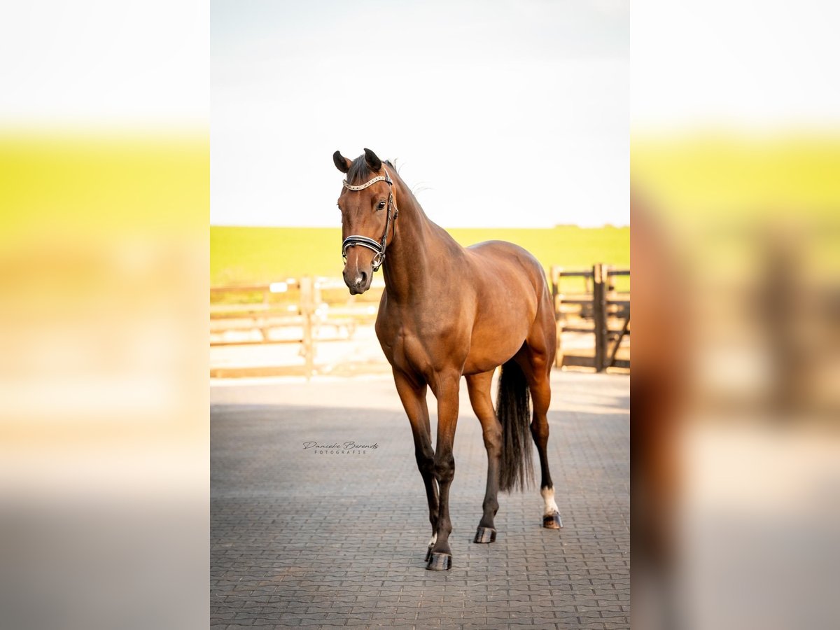 KWPN Wallach 3 Jahre 170 cm Brauner in Hellendoorn