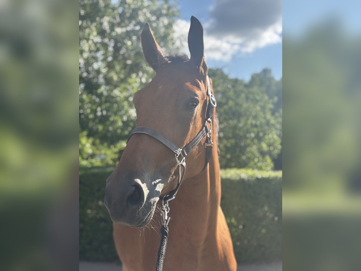 KWPN Wallach 3 Jahre 170 cm Brauner in MarlMarl
