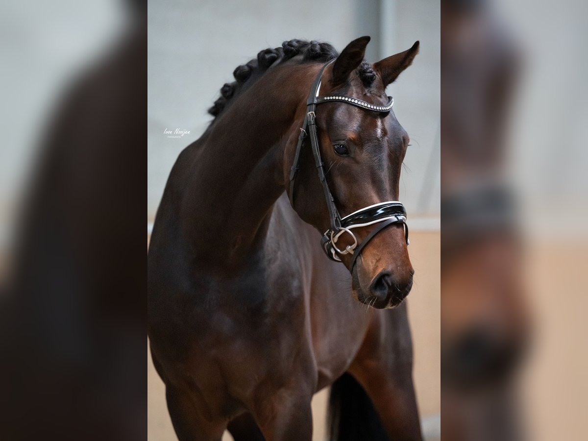 KWPN Wallach 3 Jahre 170 cm Dunkelbrauner in Liessel KWPN Wallach 3 Jahre 170 cm Dunkelbrauner in Liessel