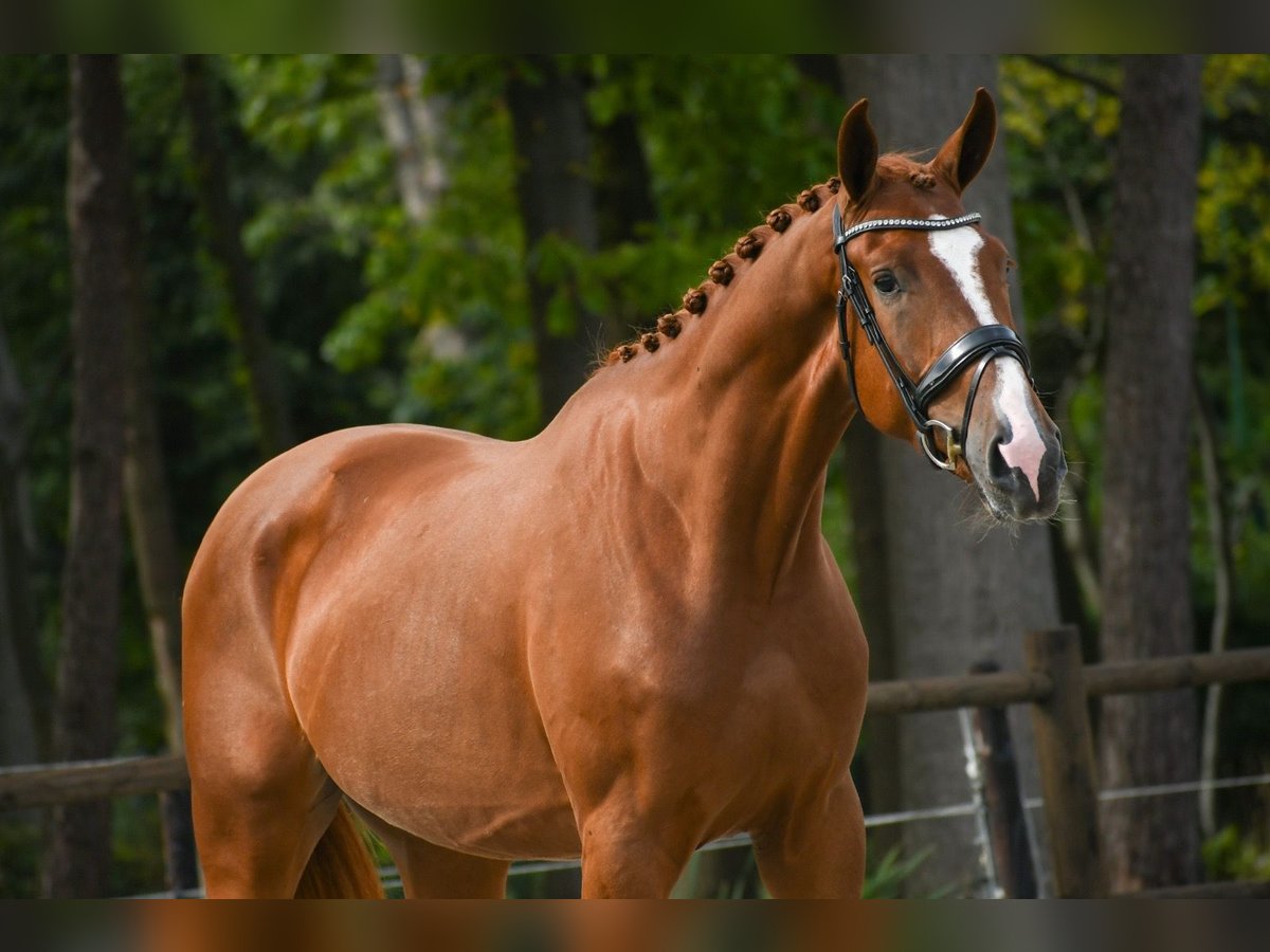 KWPN Wallach 3 Jahre 170 cm Fuchs in Loon op Zand
