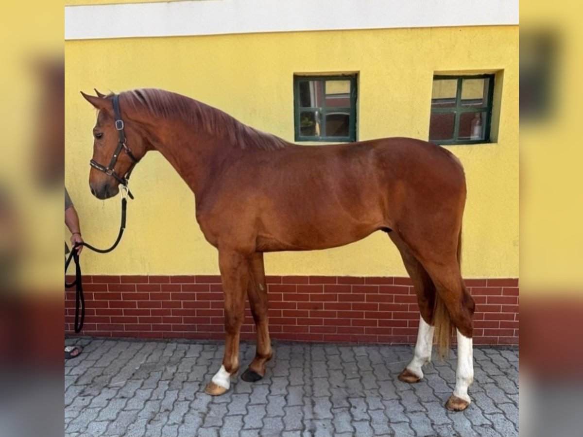 KWPN Wallach 3 Jahre 170 cm Fuchs in Murska Soboda
