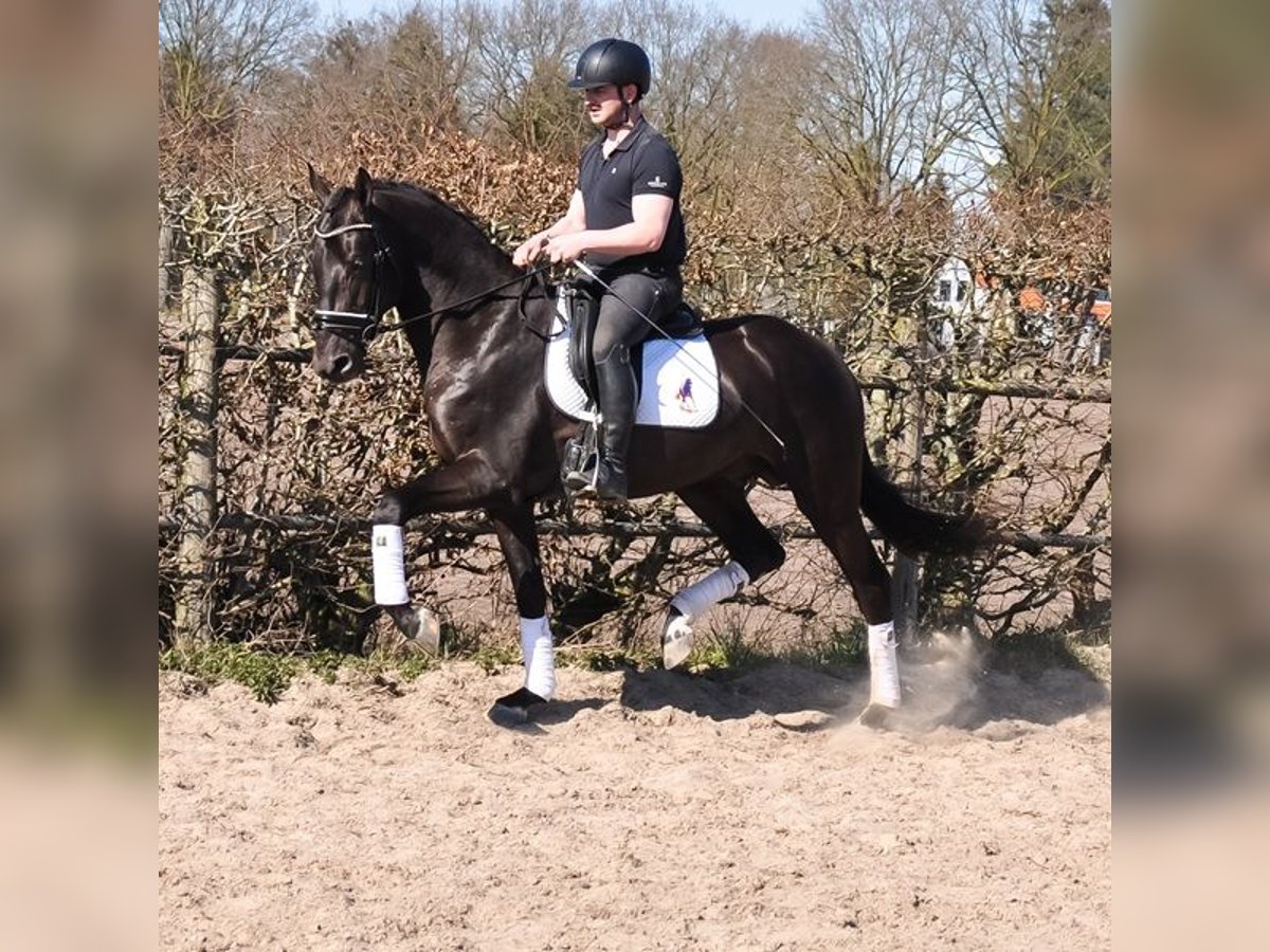 KWPN Wallach 3 Jahre 170 cm Rappe in Prinsenbeek