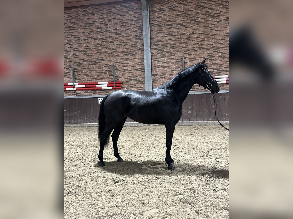 KWPN Wallach 3 Jahre 170 cm Rappe in PurmerendPurmerend