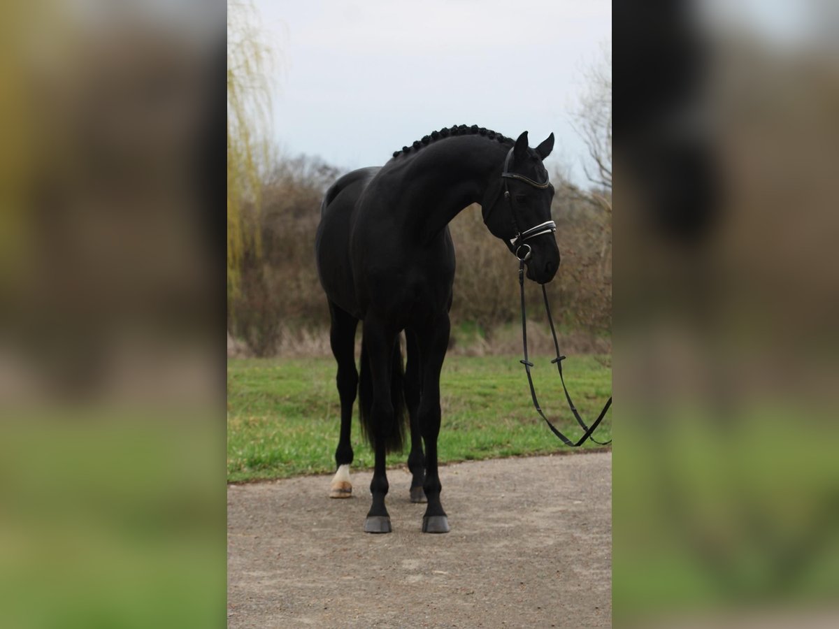 KWPN Wallach 3 Jahre 171 cm in Csabacs&#x171;d