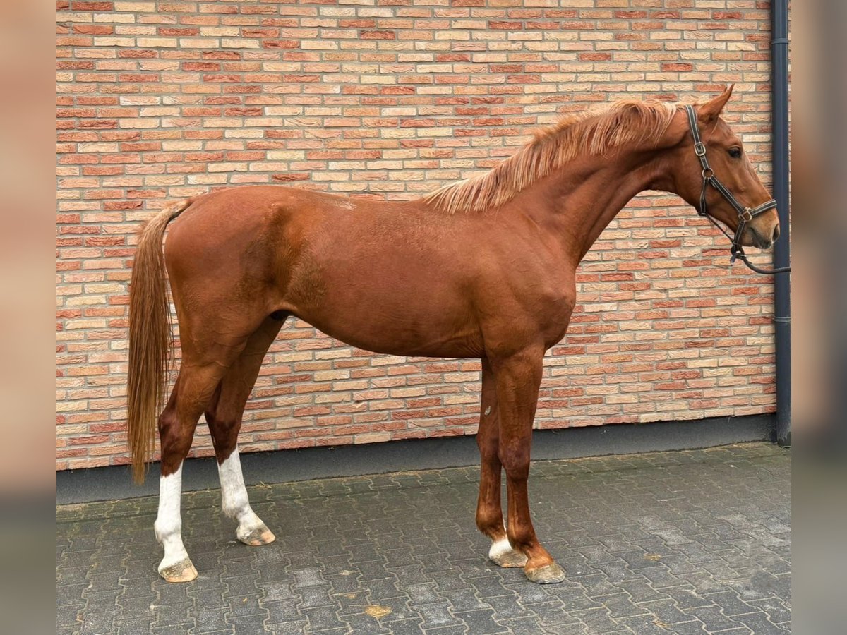 KWPN Wallach 3 Jahre 171 cm Fuchs in Murska Soboda
