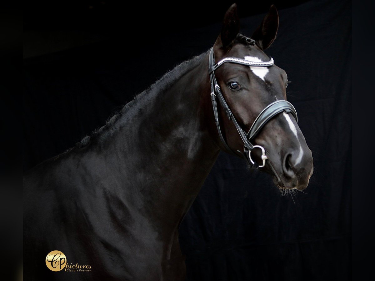 KWPN Wallach 3 Jahre 171 cm Rappe in Arendonk