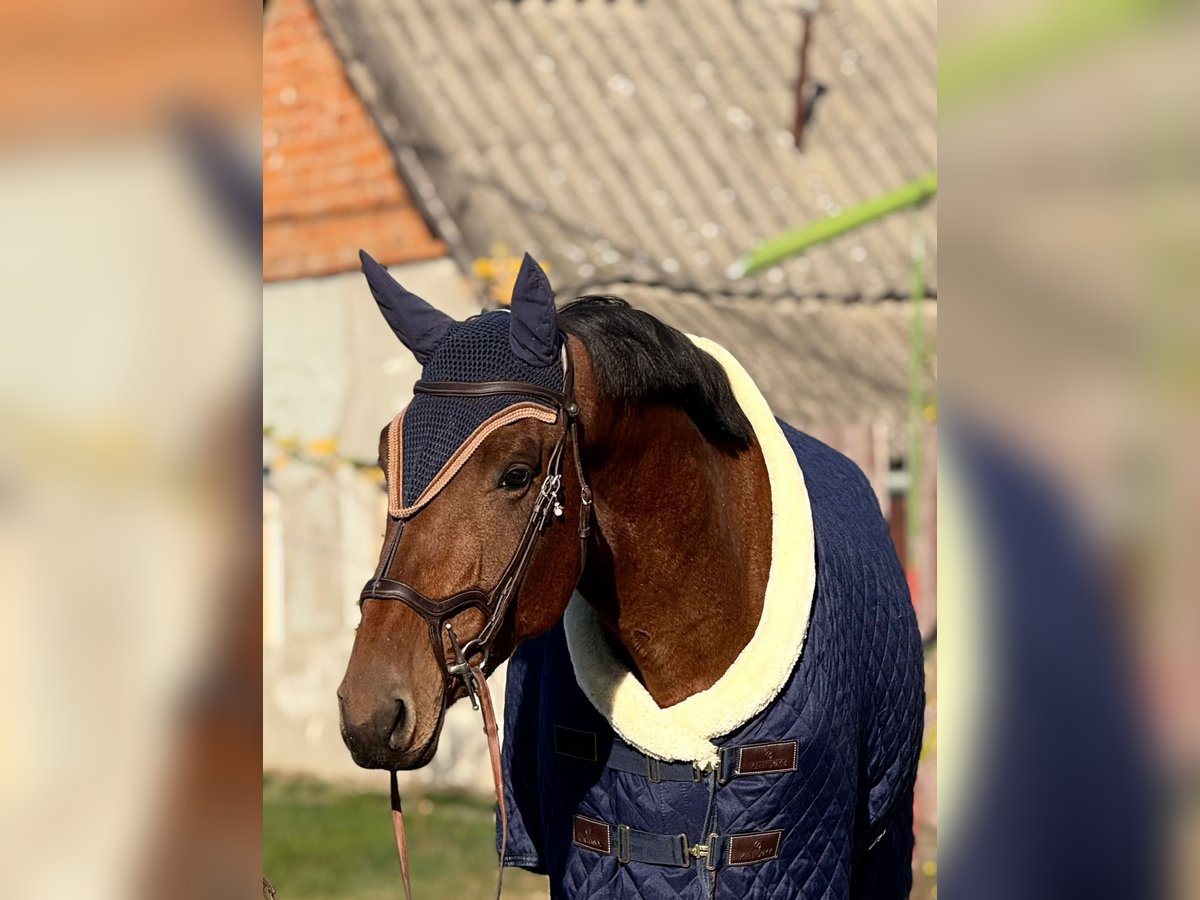 KWPN Wallach 3 Jahre 172 cm Brauner in &#xD6;cs&#xF6;d