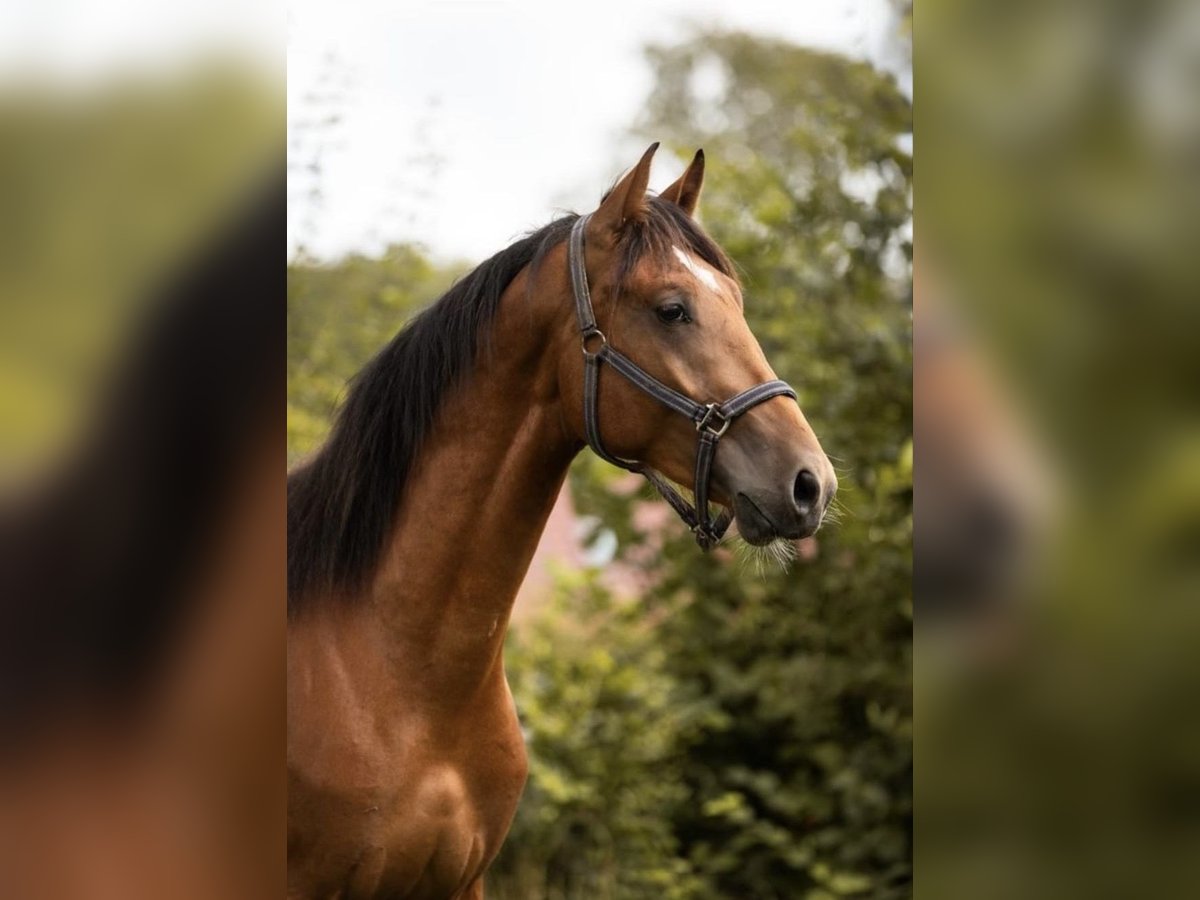 KWPN Wallach 3 Jahre 173 cm Brauner in Putten