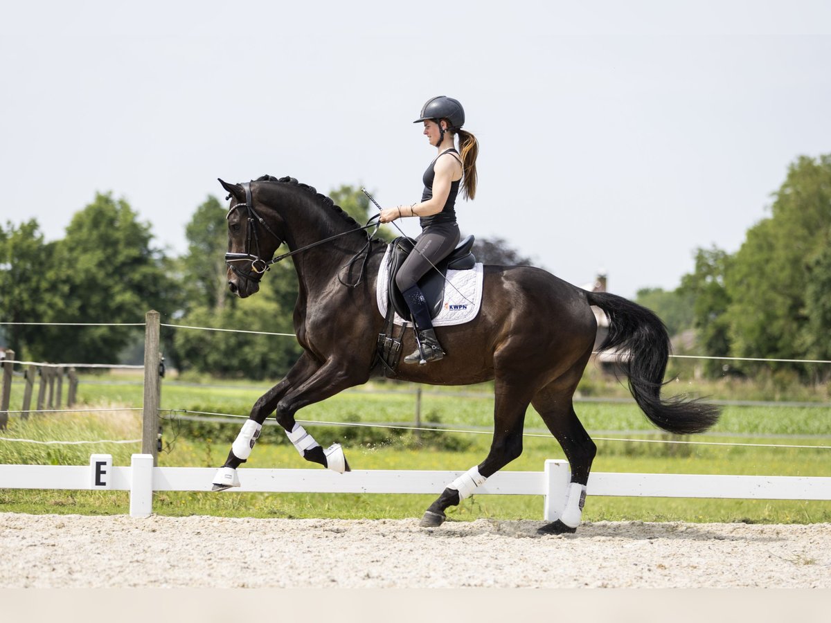 KWPN Wallach 3 Jahre 173 cm Dunkelbrauner in Vledderveen